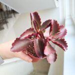 Kalanchoe Pinatum S - obrazek 3