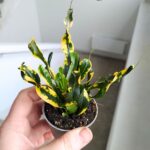 Codiaeum / kroton Mammi Gold - obrazek 4