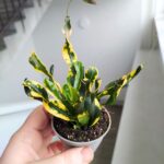 Codiaeum / kroton Mammi Gold - obrazek 2