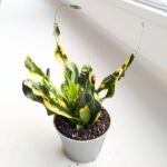 Codiaeum / kroton Mammi Gold - obrazek 3