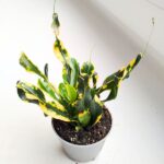 Codiaeum / kroton Mammi Gold