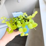Tojeść rozesłana - Lysimachia nummularia Aurea - obrazek 10
