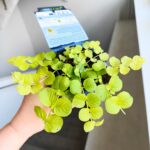 Tojeść rozesłana - Lysimachia nummularia Aurea - obrazek 11