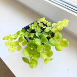 Tojeść rozesłana - Lysimachia nummularia Aurea - obrazek 6