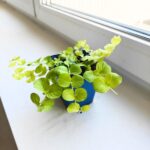 Tojeść rozesłana - Lysimachia nummularia Aurea - obrazek 4