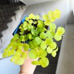 Tojeść rozesłana - Lysimachia nummularia Aurea