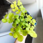 Tojeść rozesłana - Lysimachia nummularia Aurea - obrazek 9
