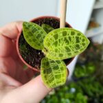 Ludisia / Macodes Petola - storczyk jubilerski