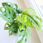 Monstera dziurawa pnąca