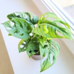 Monstera dziurawa pnąca - obrazek 7