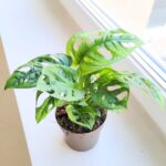 Monstera dziurawa pnąca - obrazek 6