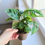 Monstera dziurawa pnąca - obrazek 10