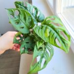 Monstera dziurawa pnąca - obrazek 9