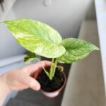 Monstera Mint don 8cm - obrazek 3