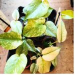 Monstera Mint don 8cm - obrazek 2