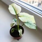 Monstera Mint don 8cm - obrazek 9
