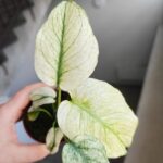 Monstera Mint don 8cm