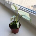 Monstera Mint don 8cm - obrazek 11