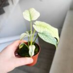 Monstera Mint don 8cm - obrazek 7