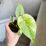 Monstera Mint don 8cm - obrazek 5