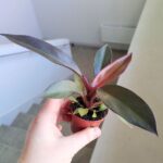 Philodendron / Filodendron Black Cardinal - obrazek 5