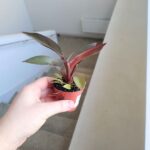 Philodendron / Filodendron Black Cardinal - obrazek 4