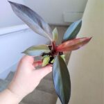 Philodendron / Filodendron Black Cardinal - obrazek 3