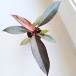 Philodendron / Filodendron Black Cardinal - obrazek 2