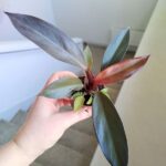 Philodendron / Filodendron Black Cardinal - obrazek 8