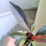 Philodendron / Filodendron Black Cardinal - obrazek 7
