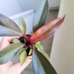 Philodendron / Filodendron Black Cardinal