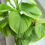 Filodendron / Philodendron Fibraecataphyllum - obrazek 6