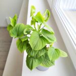 Filodendron / Philodendron Fibraecataphyllum - obrazek 2