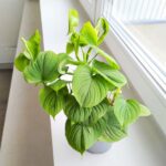 Filodendron / Philodendron Fibraecataphyllum - obrazek 3
