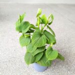 Filodendron / Philodendron Fibraecataphyllum - obrazek 7