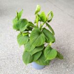 Filodendron / Philodendron Fibraecataphyllum