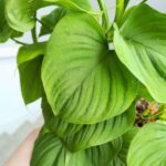 Filodendron / Philodendron Fibraecataphyllum - obrazek 5