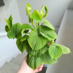 Filodendron / Philodendron Fibraecataphyllum - obrazek 4