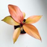 Filodendron / Philodendron Orange S - obrazek 3
