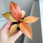 Filodendron / Philodendron Orange S - obrazek 5