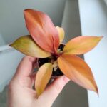 Filodendron / Philodendron Orange S - obrazek 4