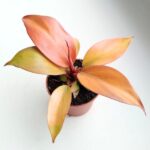 Filodendron / Philodendron Orange S