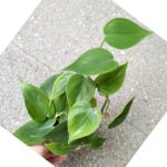 Filodendron / Philodendron scandens - obrazek 7