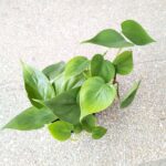 Filodendron / Philodendron scandens