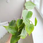Filodendron / Philodendron scandens - obrazek 2