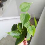 Filodendron / Philodendron scandens - obrazek 4