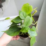 Filodendron / Philodendron scandens - obrazek 5