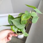Filodendron / Philodendron scandens - obrazek 6