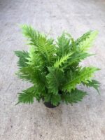 Paproć BLECHNUM GIBBUM Silver Lady - obrazek 11