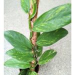 Rhaphidophora elliptica AUREA - obrazek 9